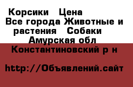 Корсики › Цена ­ 15 000 - Все города Животные и растения » Собаки   . Амурская обл.,Константиновский р-н